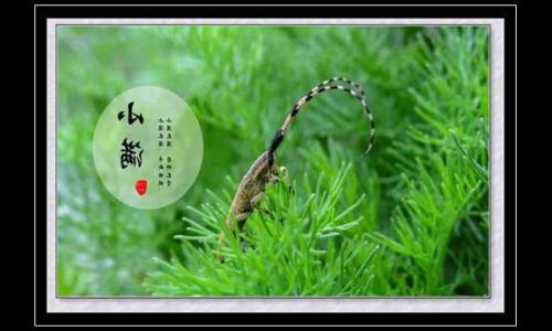 会计核定征收条件(税收核定征收条件)