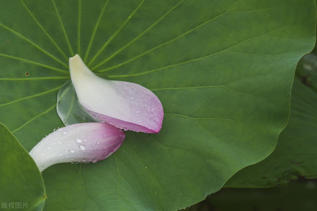 定额价是除税价还是含税价,今日理解